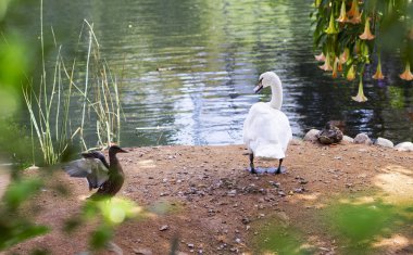 Beyaz bir kuğunun portresi. 