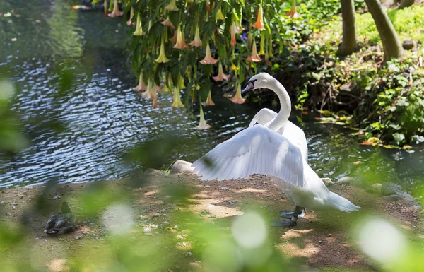 Retrato de un cisne blanco. — Foto de Stock