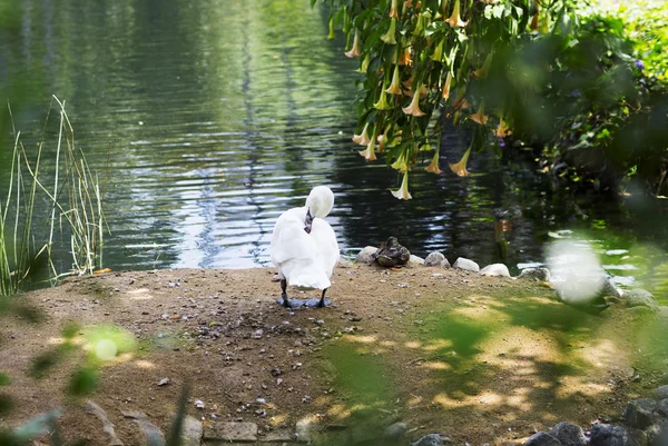 Retrato de un cisne blanco. — Foto de Stock