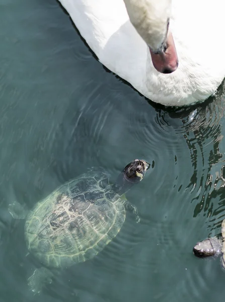 Schildkröte und der weiße Schwan. — Stockfoto