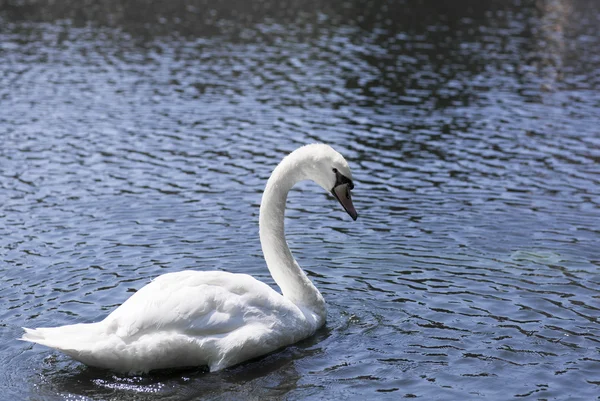 Retrato de un cisne blanco. — Foto de Stock