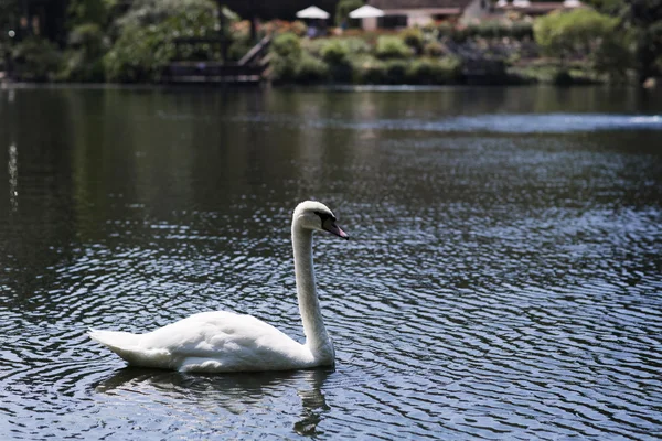 Retrato de un cisne blanco. — Foto de Stock