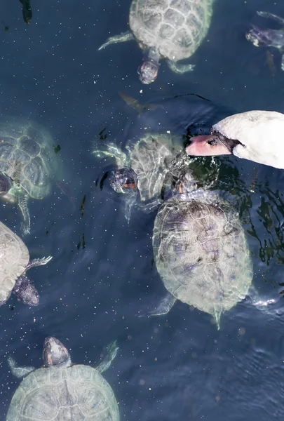 Schildkröte und der weiße Schwan. — Stockfoto