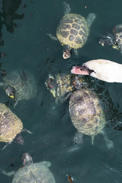 Tortuga y el cisne blanco . —  Fotos de Stock