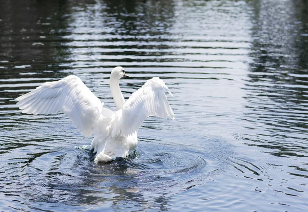 Retrato de un cisne blanco. — Foto de Stock