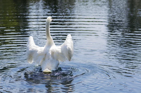 Porträtt av en vit svan. — Stockfoto