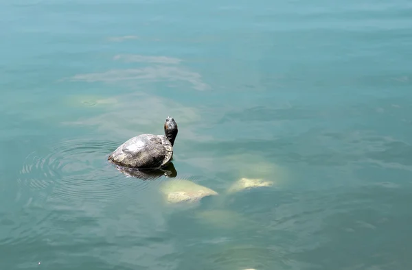 Schildkröte auf dem Stein. — Stockfoto