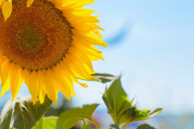 Mavi gökyüzü arka plan üzerinde büyük ayçiçeği. 