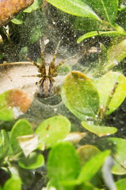 Küçük örümcek olduğunu onun örümcek ağı. 