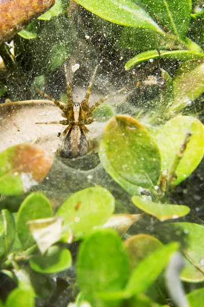 Küçük örümcek olduğunu onun örümcek ağı. 