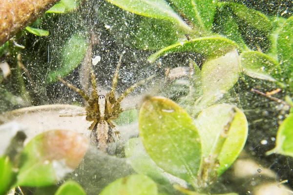 Little spider is in the his cobweb. — Stock Photo, Image