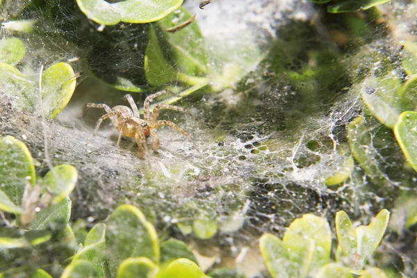 그의에 작은 거미는 거미줄. — 스톡 사진