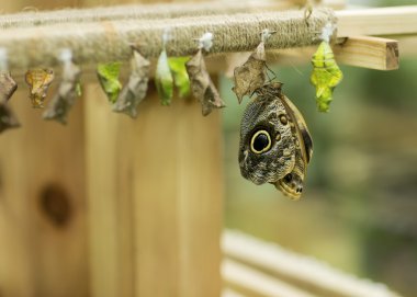 Canlı kelebekler portresi.