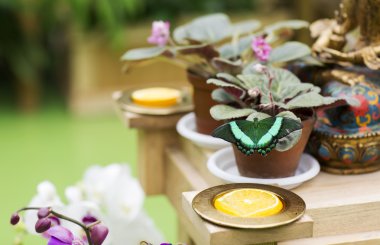 Canlı kelebek portresi.