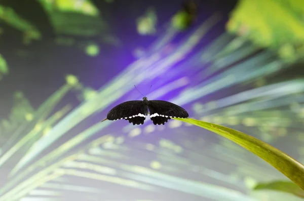 Farfalla nera viva seduta su un filo d'erba . — Foto Stock