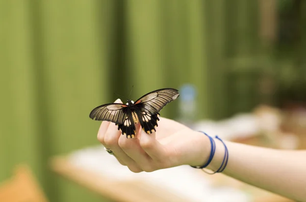 Retrato de borboletas vivas . — Fotografia de Stock
