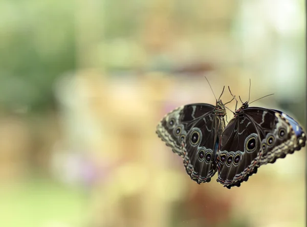 Le papillon et son reflet dans le miroir . — Photo