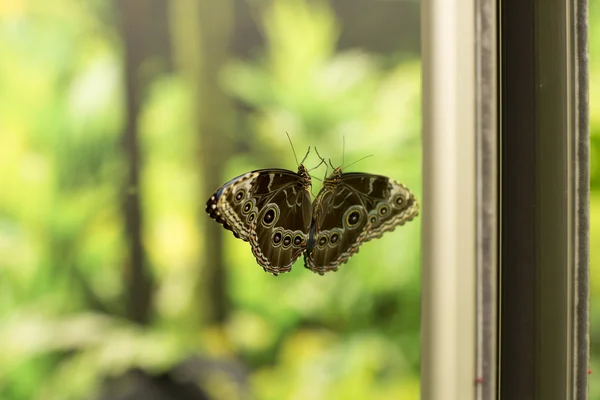 Pillangó és annak tükörképét a tükörben. — Stock Fotó