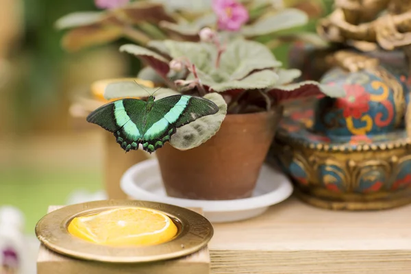 Retrato de borboleta viva . — Fotografia de Stock