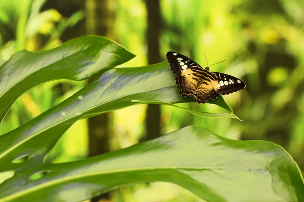 Ritratto di farfalla viva . — Foto Stock