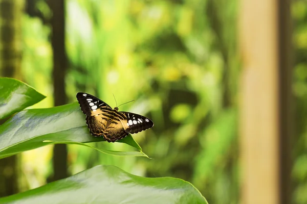 Портрет живой бабочки . — стоковое фото