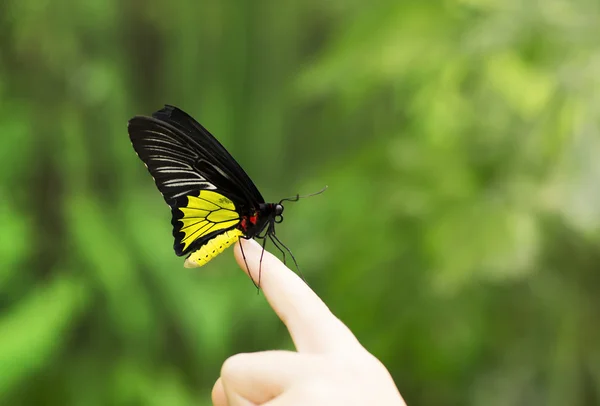 Ritratto di farfalle vive . — Foto Stock