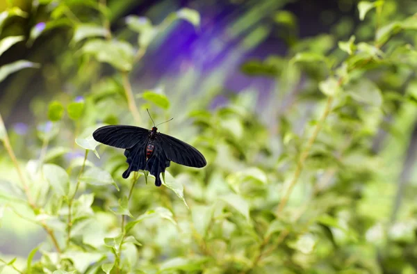 Farfalla nera viva seduta su un filo d'erba . — Foto Stock