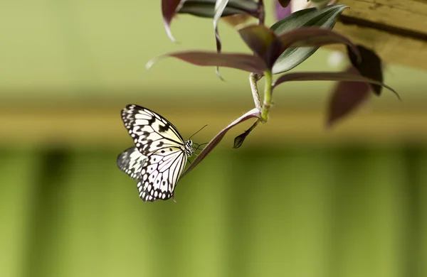 Retrato de mariposa viva . — Foto de Stock