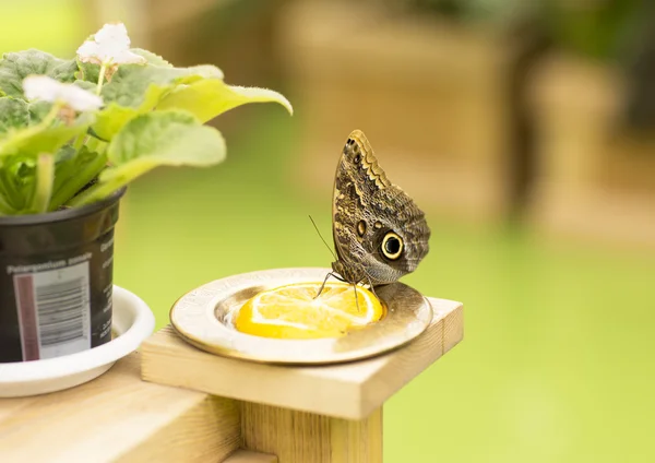 Retrato de borboletas vivas . — Fotografia de Stock
