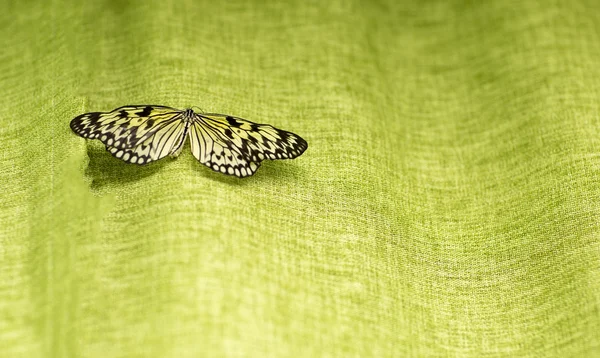 Портрет живых бабочек . — стоковое фото