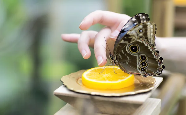 Retrato de mariposas vivas . — Foto de Stock