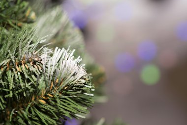 kar ile Noel ağacı dalı.