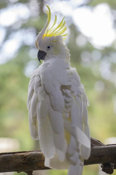 Loro sentado en una rama . —  Fotos de Stock