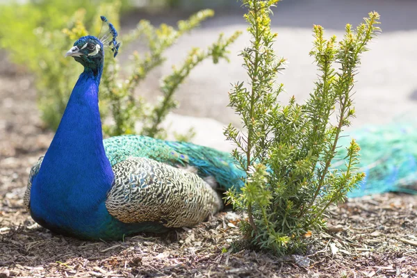 Pavo real javanés durante el período de apareamiento . —  Fotos de Stock