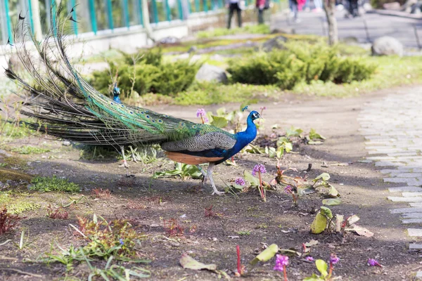 Pavo real javanés durante el período de apareamiento . —  Fotos de Stock