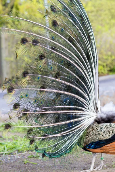 Pavo real javanés durante el período de apareamiento . —  Fotos de Stock