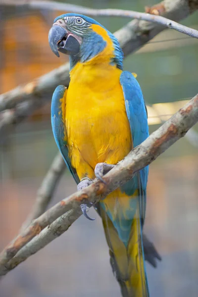 Parrot sitting on a branch. — Stock Photo, Image