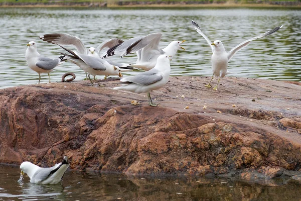 Möwen am See. — Stockfoto