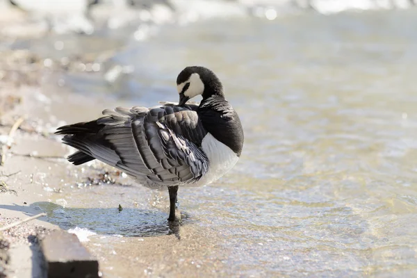 Barnacle Goose de pie en la playa . —  Fotos de Stock