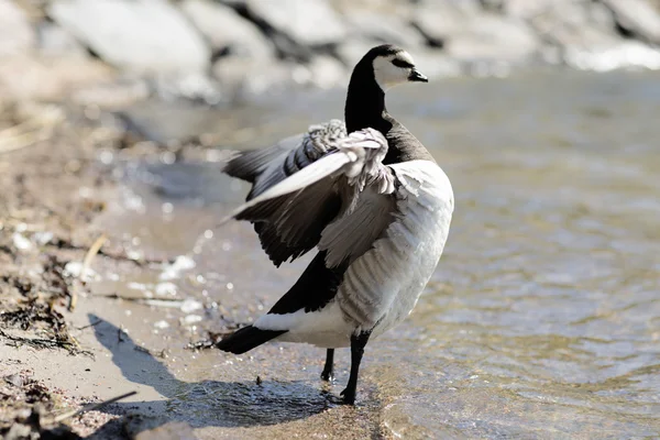 Barnacle Goose standing on the beach.