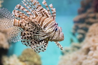 İçinde belgili tanımlık akvaryum, kanatlı Zebra balık yüzüyor.