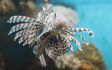 İçinde belgili tanımlık akvaryum, kanatlı Zebra balık yüzüyor.