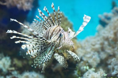 İçinde belgili tanımlık akvaryum, kanatlı Zebra balık yüzüyor.