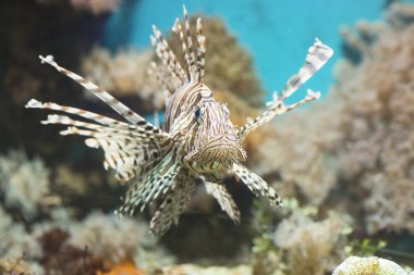 İçinde belgili tanımlık akvaryum, kanatlı Zebra balık yüzüyor.