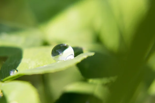 Raindrop is on a leaf. — Stock Photo, Image