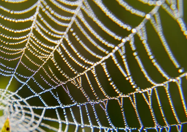 Morning dew on a spider web. — Stock Photo, Image