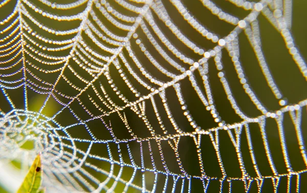 Morning dew on a spider web. — Stock Photo, Image