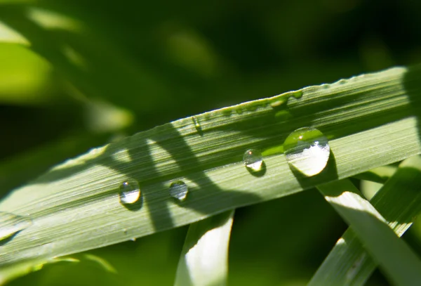 Raindrop is on a leaf. — Stock Photo, Image