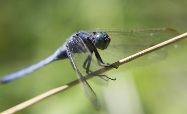 Canlı yusufçuk portresi.
