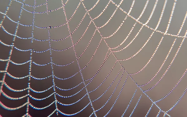 Morning dew on a spider web. — Stock Photo, Image